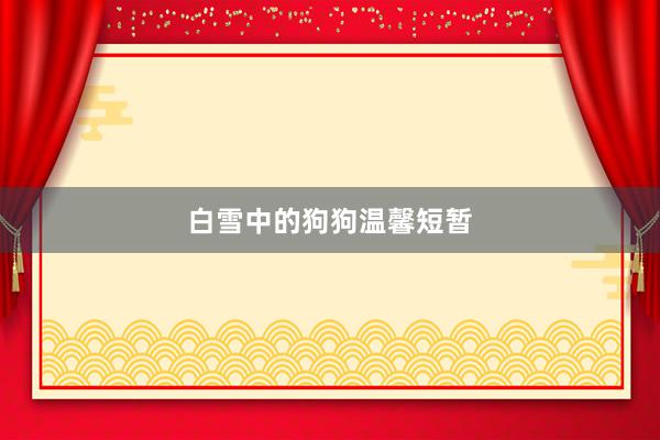 白雪中的狗狗温馨短暂